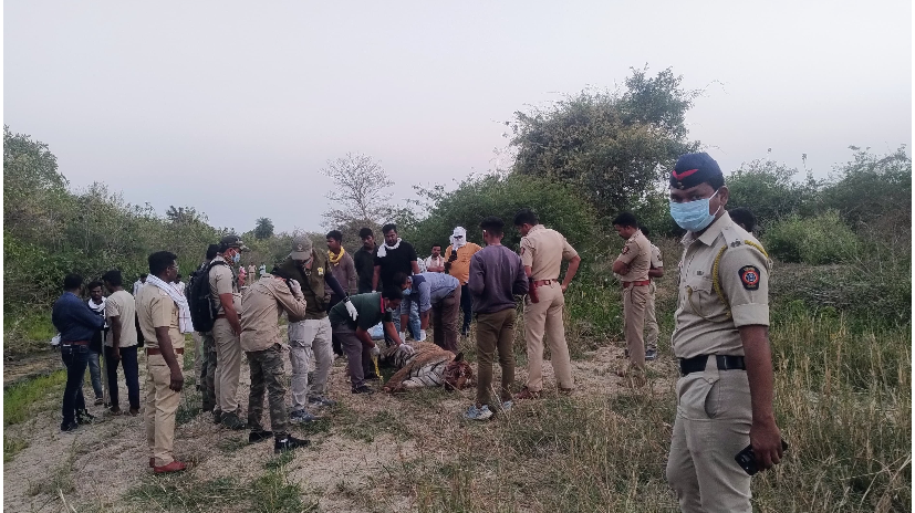 होली के दिन नागपुर के खापा जंगल में बाघ का शिकार; पंजे, मूंछ और दांत चोरी